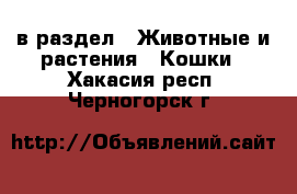  в раздел : Животные и растения » Кошки . Хакасия респ.,Черногорск г.